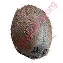 coconut (Oops! image not found)